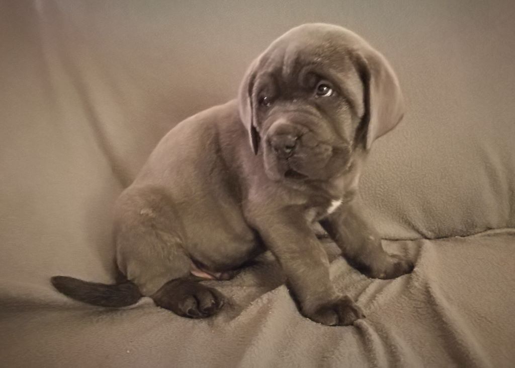 De La Campagne Fontenelle - Cane Corso - Portée née le 08/11/2017