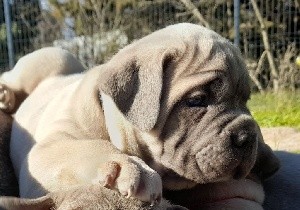 CHIOT collier bleu marine