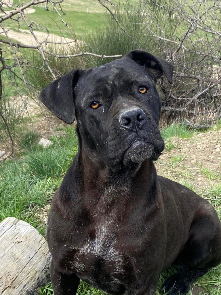 Sativa lou gardian di prouvenço