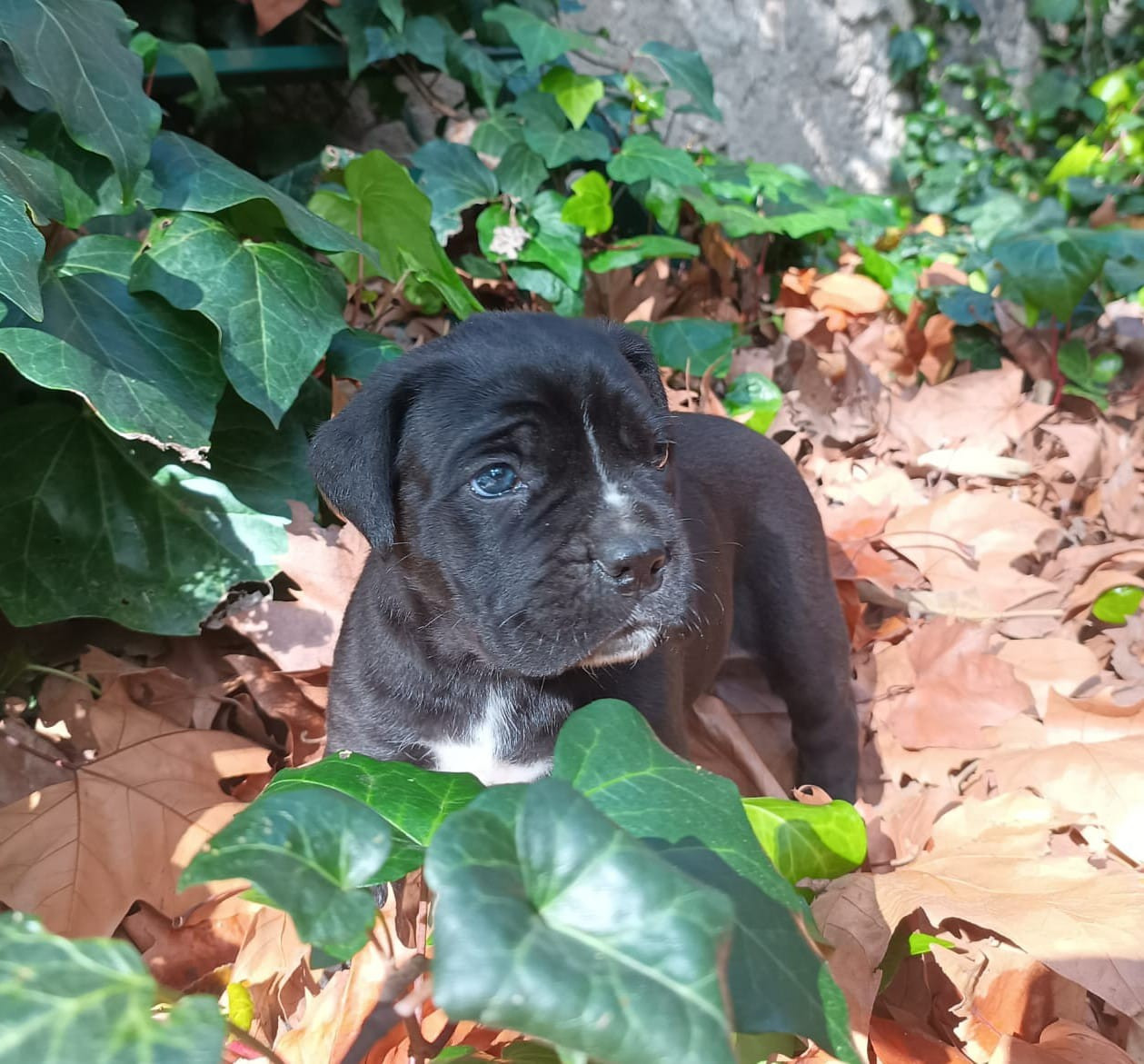 De La Campagne Fontenelle - Chiots disponibles - Cane Corso