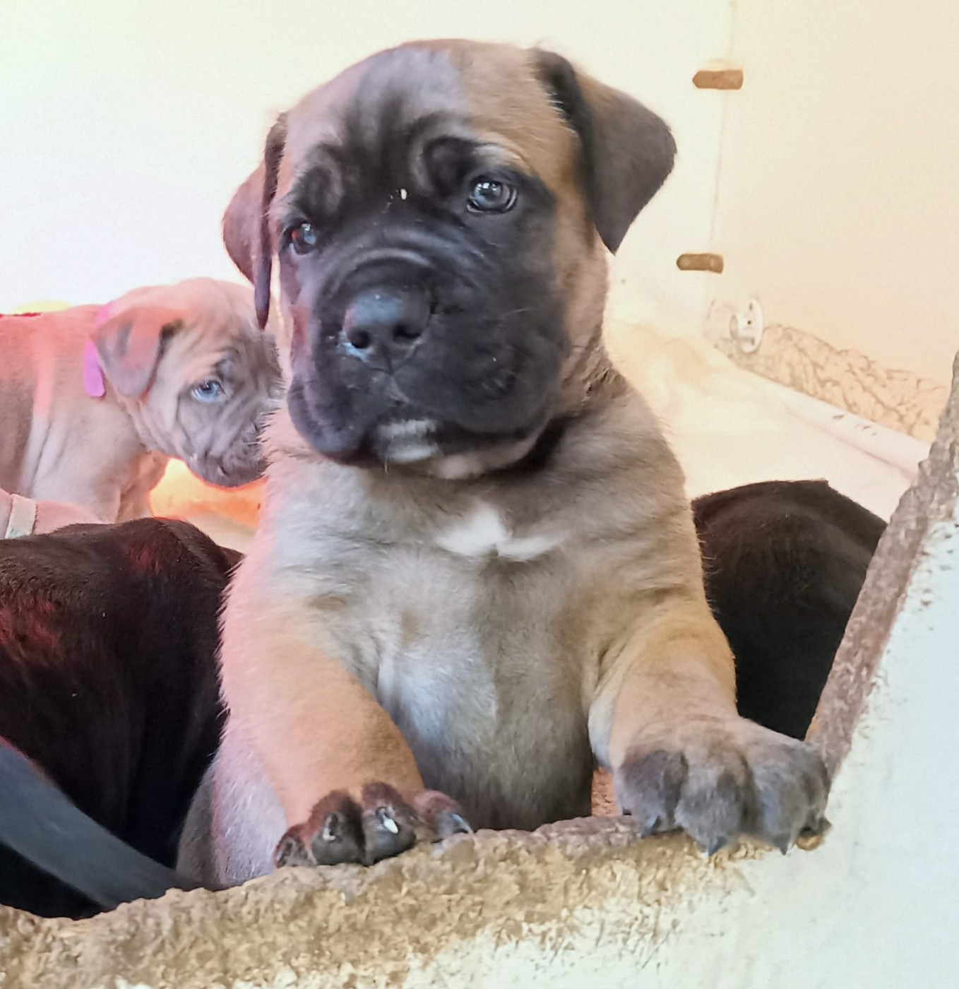 De La Campagne Fontenelle - Chiots disponibles - Cane Corso