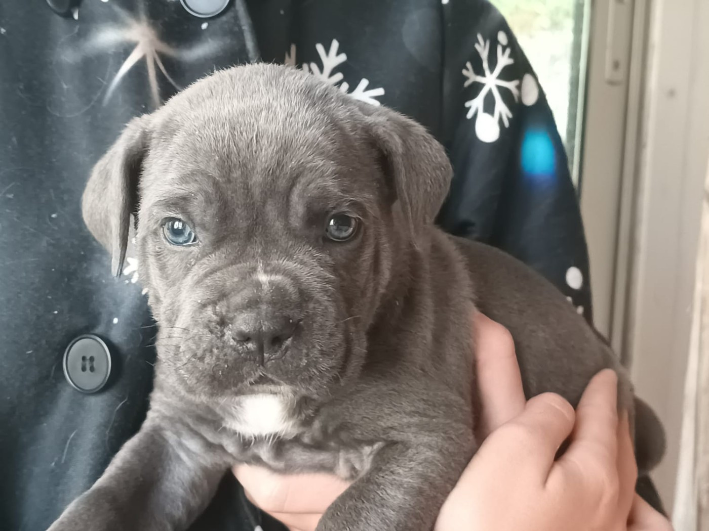 De La Campagne Fontenelle - Chiots disponibles - Cane Corso