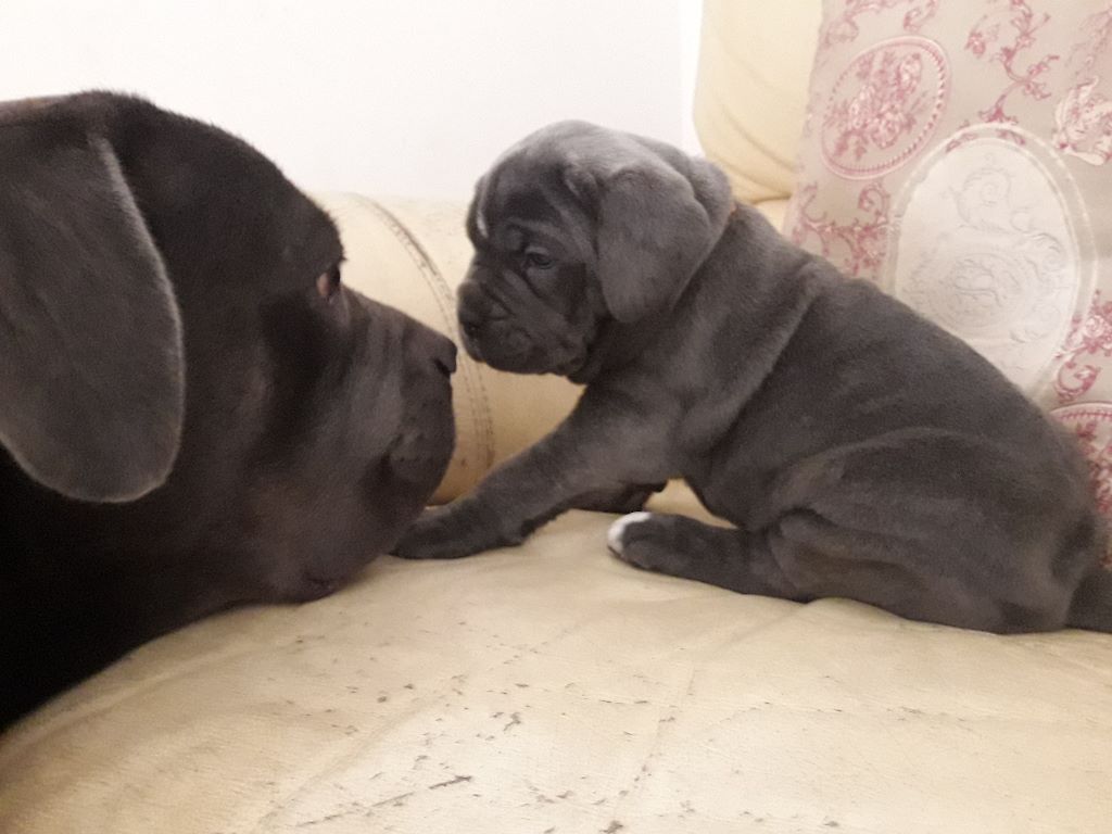Chiot Cane Corso De La Campagne Fontenelle