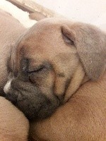 bébé rose