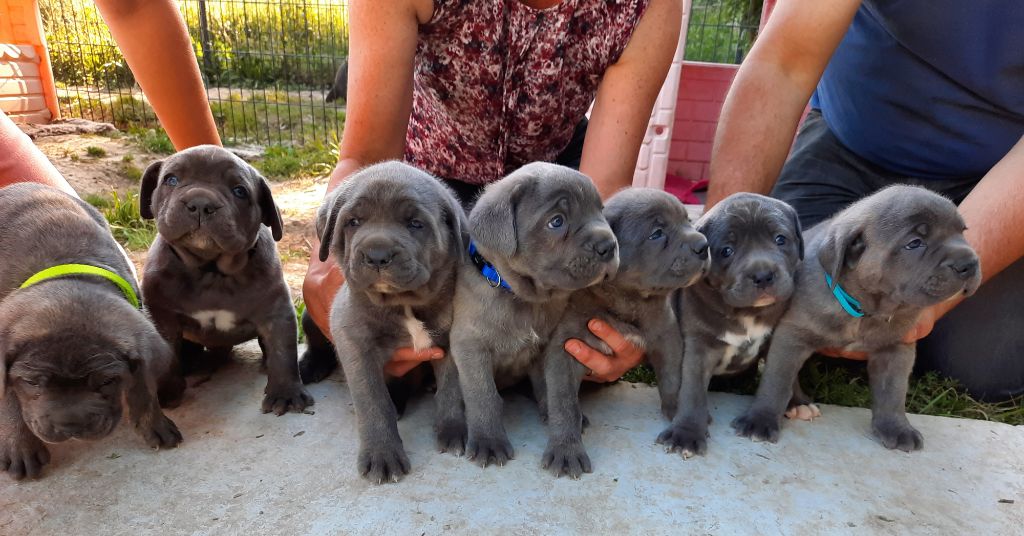 Chiot Cane Corso De La Campagne Fontenelle